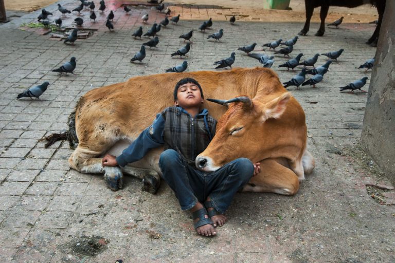 “THE GREATNESS OF A NATION & ITS MORAL PROGRESS CAN B JUDGED BY TH WAY THEIR ANIMALS ARE TREATED “ BY GANDHI