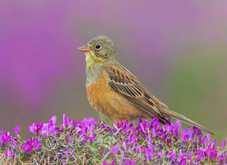 WE WANT THE LOVELY ORTOLAN BUNTING ALIVE