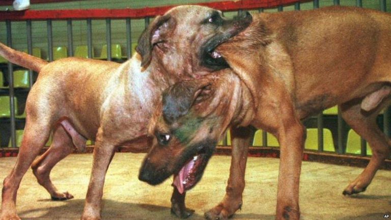 A 41-YEAR-OLD WOMAN WITH 2 DANGEROUS DOGS AT 12:50 TODAY